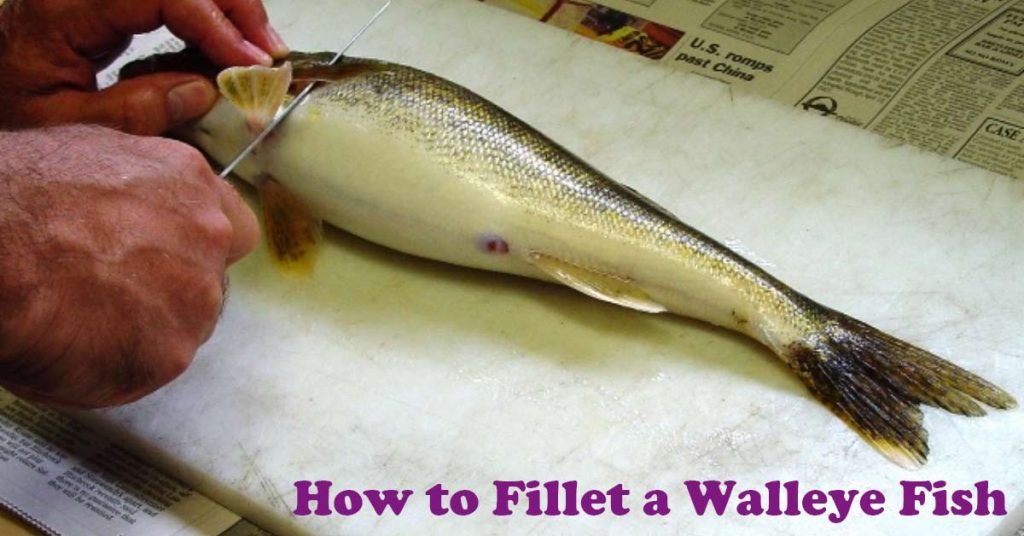 how to fillet a walleye fish