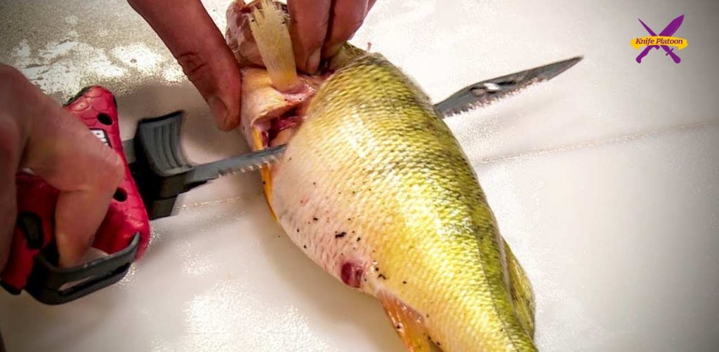 How to Fillet a Perch
