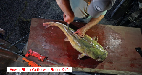 How-to-Fillet-a-Catfish-with-Electric-Fillet-Knife