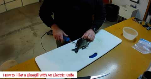 How to Fillet a Bluegill with an Electric Knife