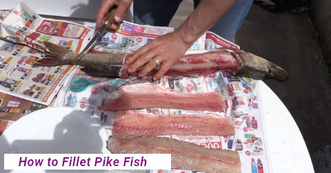 How to fillet a Pike