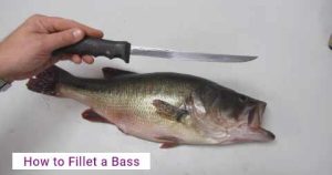 How-to-Fillet-a-Bass