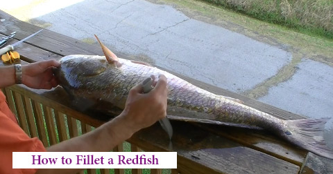 How to Fillet a Redfish